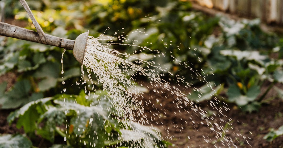 Rainbird-Aksaray-508.jpeg