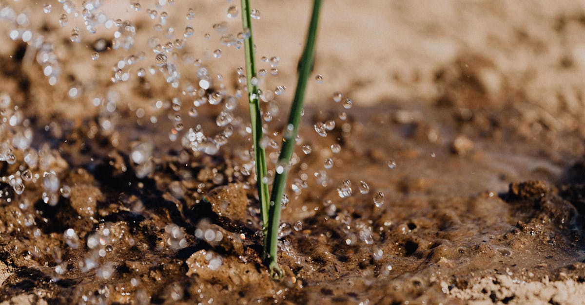 Rainbird-Kızılcahamam-254.jpeg