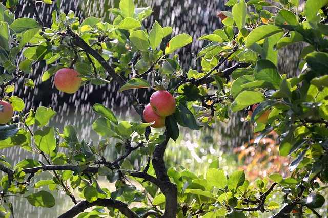 Bahçe Peyzaj Tasarımı Muğla