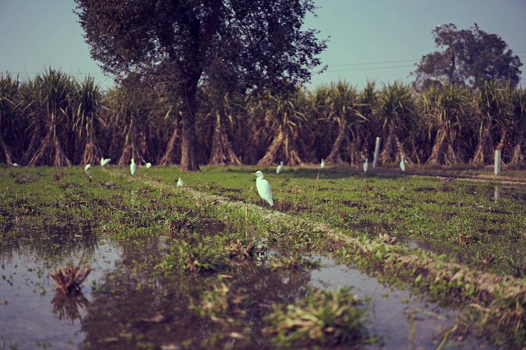 Rain-Bird-Sulama-70.jpeg