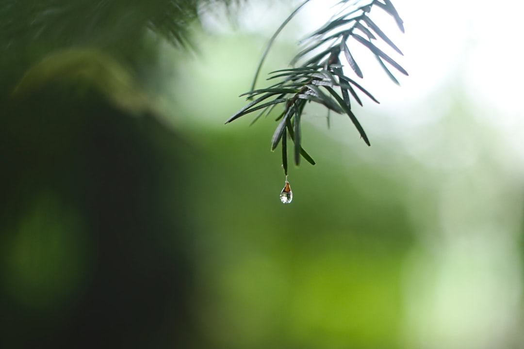 Rainbird-Kurulum-471.jpeg