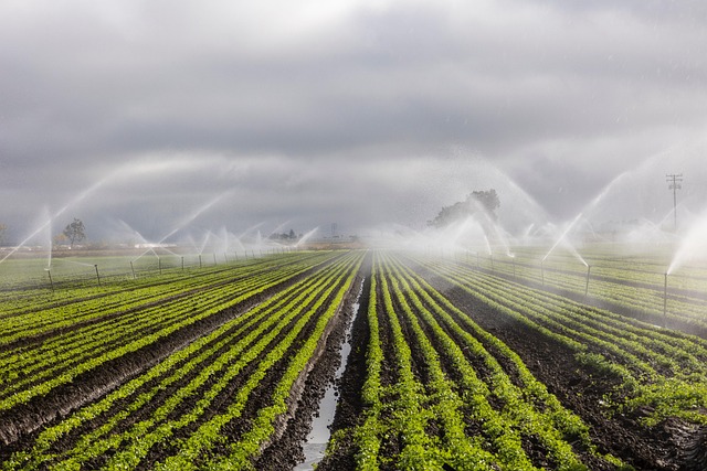 Rainbird-Bakım-973.jpeg