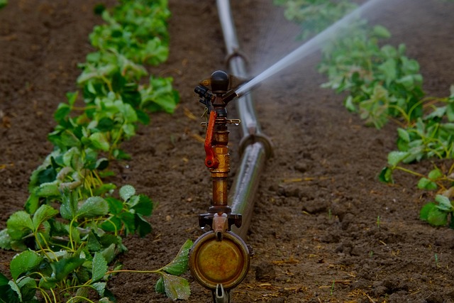 Rainbird-Bakım-725.jpeg