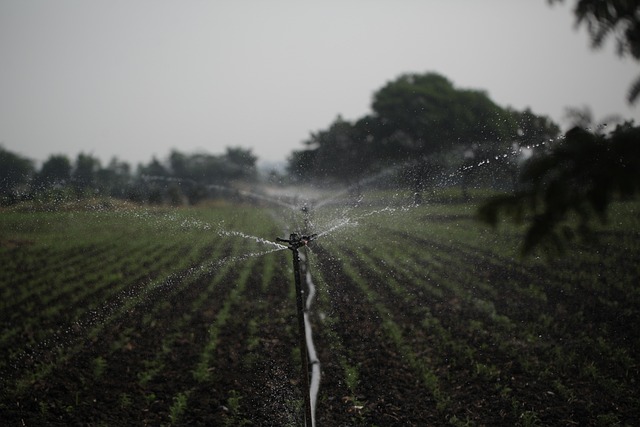 Rainbird-Bakım-9.jpeg